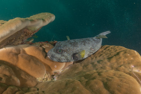 Boxfish swimming in the Seaの写真素材