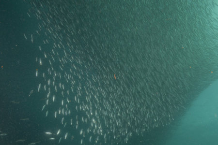 Schools of fish swimming in the shallow waters of the Pacific Ocean