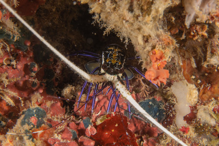 Scorpion spiny lobster in the Bohol Sea, Philippine Islandsの写真素材
