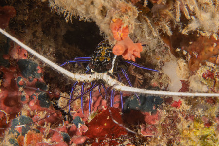 Scorpion spiny lobster in the Bohol Sea, Philippine Islandsの写真素材
