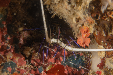 Scorpion spiny lobster in the Bohol Sea, Philippine Islandsの写真素材