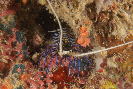 spiny lobster in the Bohol Sea, Philippine Islandsの写真素材