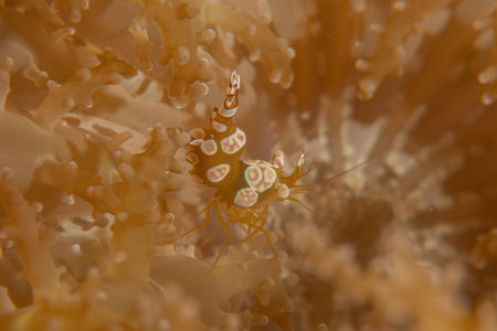 long-legged spider crab in the Sea of the Philippines