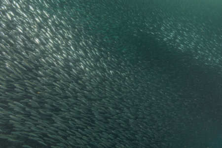 A school of Fish swimming in the Sea of the Philippinesの写真素材