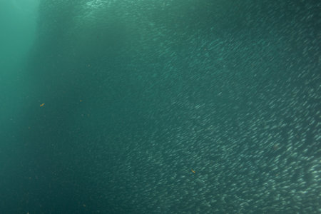 A school of Fish swimming in the Sea of the Philippinesの写真素材