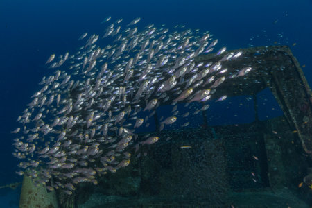 A school of fish swims in the Red Sea