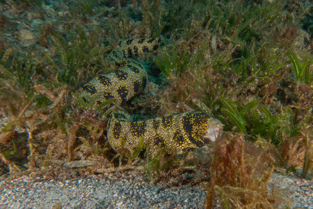 Moray eel (Octopus vulgaris) in the Red Sea