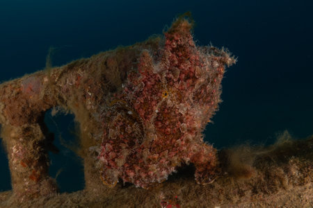 Frogfish swim in the Red Sea, colorful fish, Eilat Israel