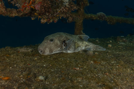 Boxfish on a reef in the Red Sea, Eilat Israel