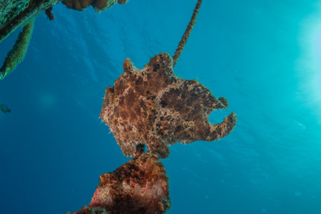 Frogfish in the Red Sea, colorful fish, Eilat Israel