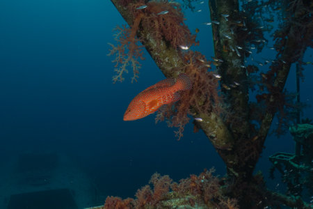 Fish swimming in the Red Sea, colorful fish, Eilat Israel