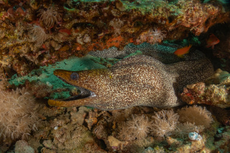 Moray eel Mooray lycodontis undulatus in the Red Sea, Eilat Israelの写真素材