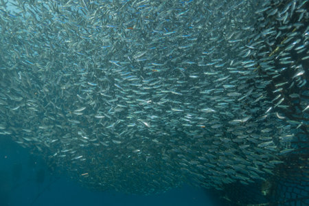 A school of sardines swimming in the Red Sea, colorful fish, Eilat Israelの写真素材