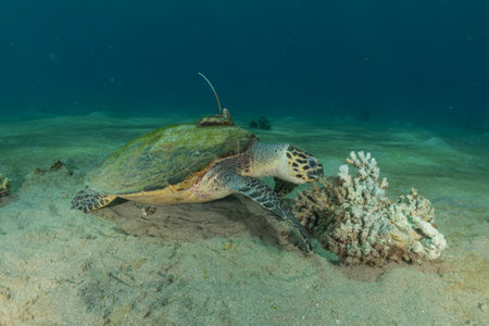 Hawksbill sea turtle in the Red Sea, Eilat Israel