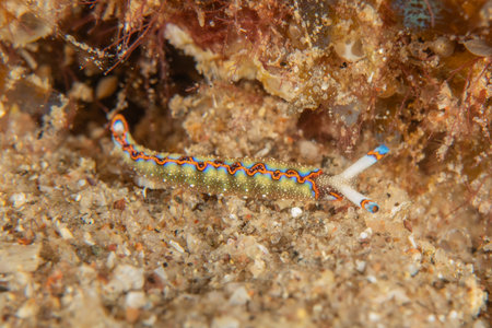 Nudibranch Sea Slug in the Red Seaの写真素材