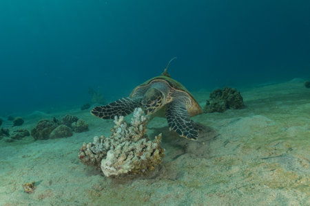 Hawksbill sea turtle in the Red Sea, Eilat Israel