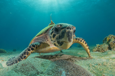 Hawksbill sea turtle in the Red Sea, Eilat Israelの写真素材