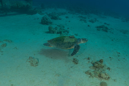 Hawksbill sea turtle in the Red Sea, Eilat Israel