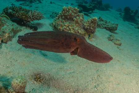 Octopus king of camouflage in the Red Sea, Eilat Israelの写真素材