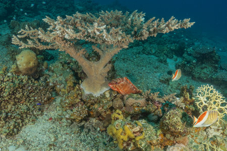 Coral reef and water plants in the Red Sea, Eilat Israel