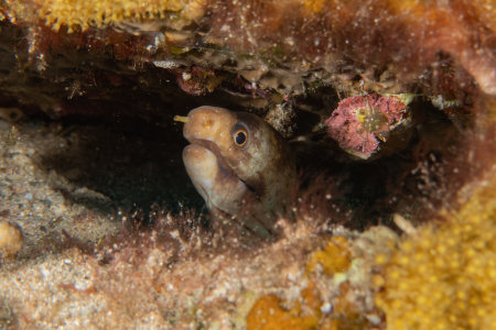 Moray eel in the Red Sea, Eilat Israel