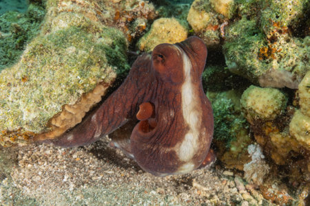 Octopus king of camouflage in the Red Sea, Eilat Israelの写真素材