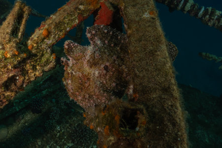 Frogfish in the Red Sea Colorful and beautiful, Eilat Israel
