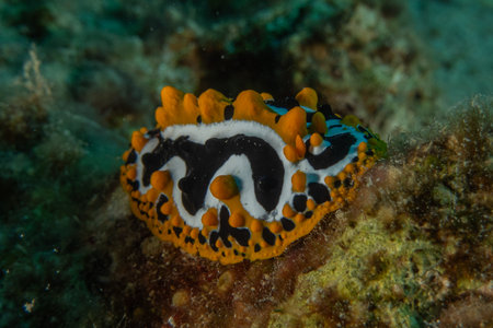 Nudibranch Sea Slug Colorful and beautifulの写真素材
