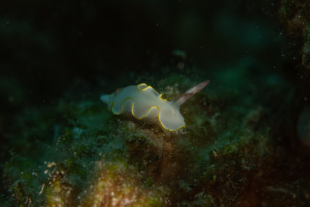 Nudibranch Sea Slug in the Red Sea, Colorful and beautiful, Eilat, Israel