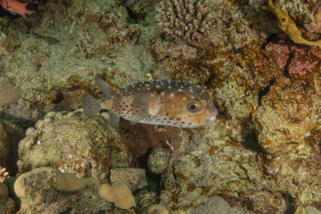 Fish swimming in the Red Sea, colorful fish, Eilat Israelの写真素材