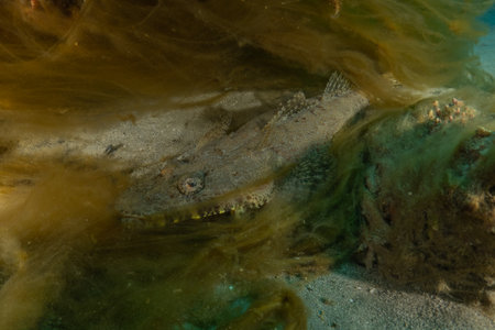 Fish swimming in the Red Sea, colorful fish, Eilat Israelの写真素材