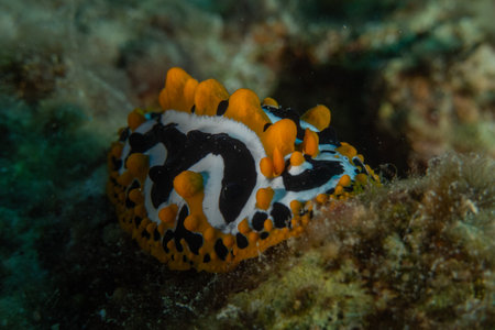 Nudibranch Sea Slug in the Red Sea Colorful and beautiful, Eilat Israelの写真素材