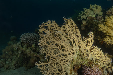 Gorgonian coral in the Red Sea, Eilat Israelの写真素材