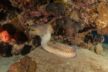 Moray eel on a tropical coral reef in the Red Seaの写真素材