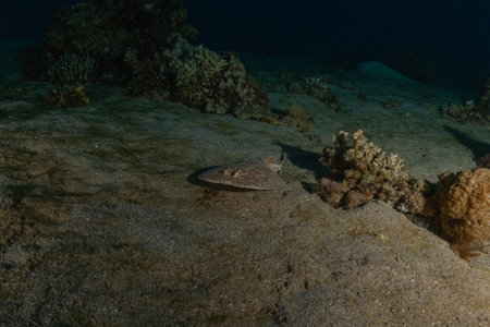 On the seabed  in the Red Sea, Israel