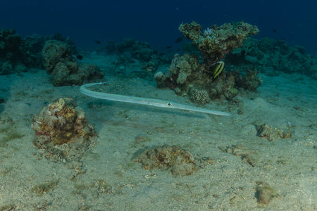 A long-nosed snakefish (Pseudemys lanceolatus) in the Red Seaの写真素材