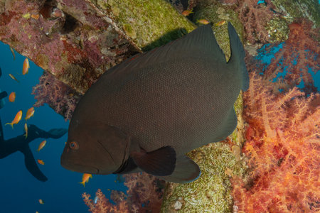 Fish swim in the Red Sea, colorful fish, Eilat, Israelの写真素材