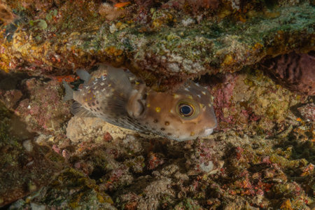 Fish swim in the Red Sea, colorful fish, Eilat, Israelの写真素材