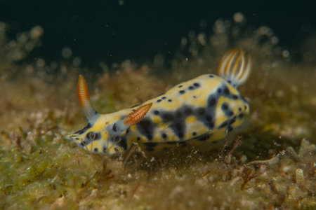 Nudibranch Sea Slug, Colorful and beautifulの写真素材
