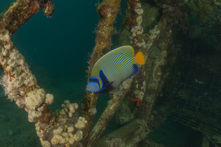 Blue angelfish at the wreck of a ship in the Red Sea, Israelの写真素材