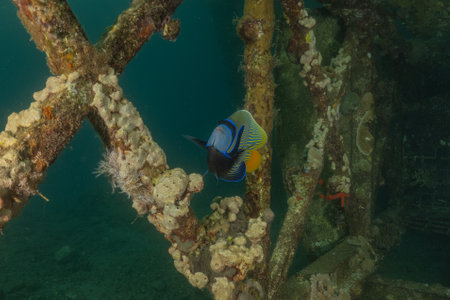 Fish swim in the Red Sea, colorful fish, Eilat, Israelの写真素材