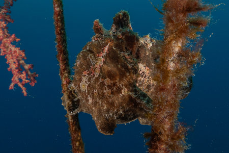 Frog fish in the Red Sea, Colorful and beautiful, Eilat, Israelの写真素材