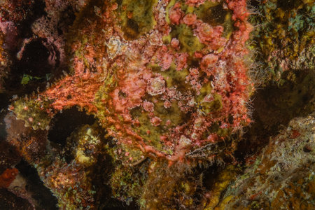 Frog fish in the Red Sea, Colorful and beautifulの写真素材