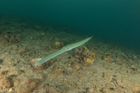Squid in the Red Sea, Colorful and beautiful, Eilat, Israelの写真素材