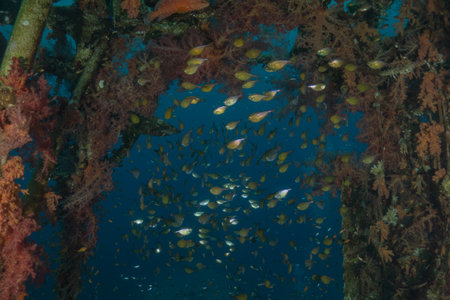 Fish swim in the Red Sea, colorful fish, Eilat, Israelの写真素材