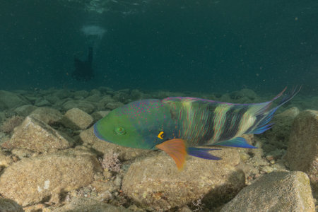 Fish swimming in the Red Sea, colorful fish, Eilat Israelの写真素材