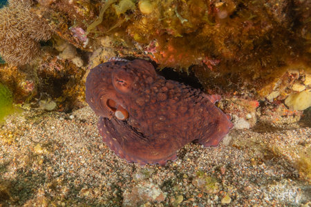 Octopus, king of camouflage in the Red Sea, Eilat, Israelの写真素材