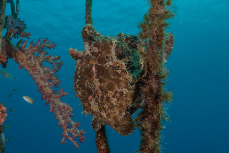 Frog fish in the Red Sea, Colorful and beautiful, Eilat, Israelの写真素材
