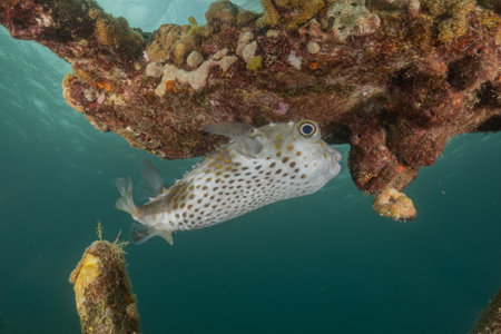 Pufferfish on a wreck in the Red Sea, Eilat Israelの写真素材