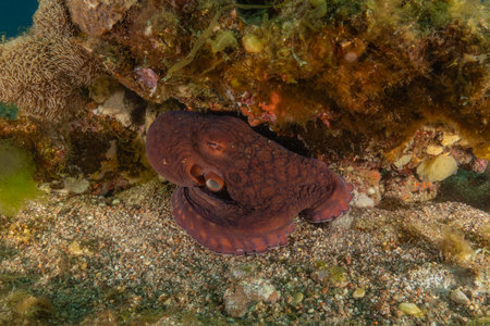 Octopus, king of camouflage in the Red Sea, Eilat, Israelの写真素材